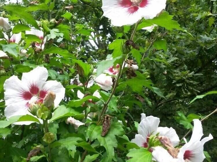 هتل Haus Nussbaum