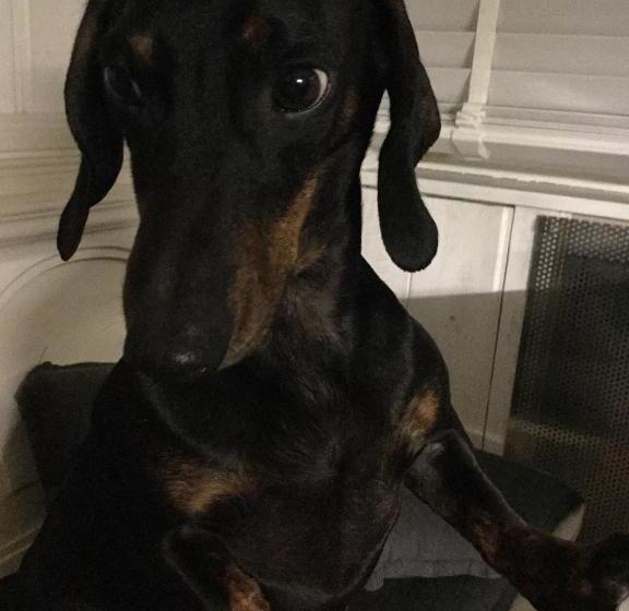 فندق Landhaus Thome