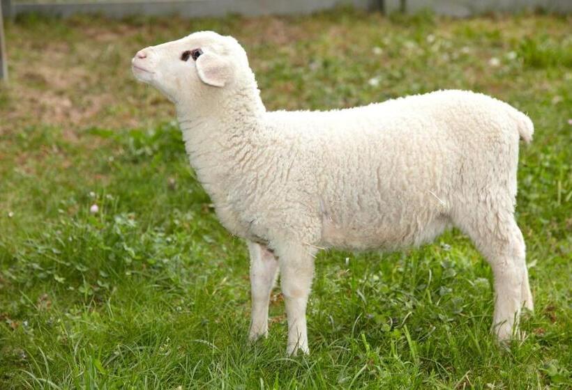 ホテル Laufelder Hof