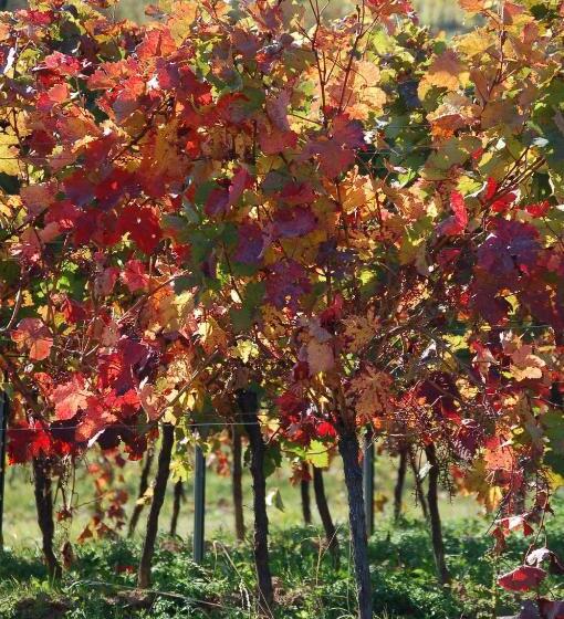 膳宿费 Gästehaus Kleine Kalmit