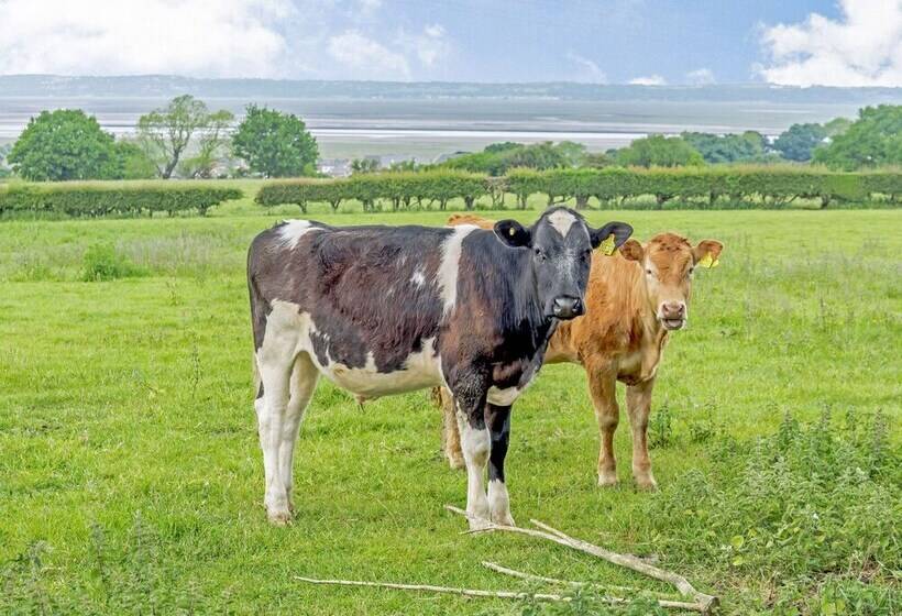 Ewe Two