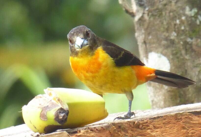 پانسیون Posada Aguanile Finca La Diana