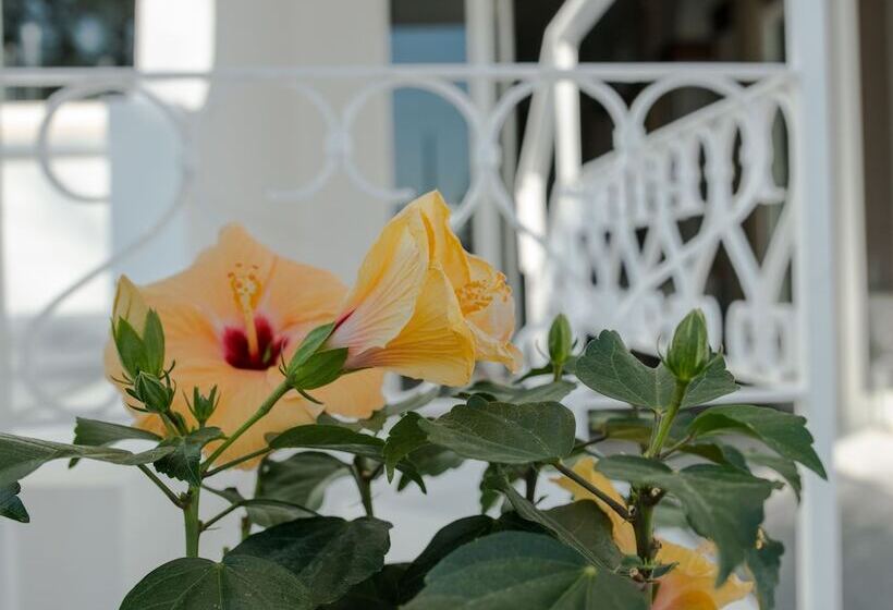 فندق Continental