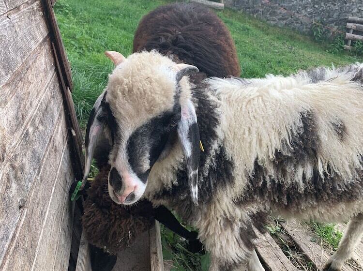 צימר Haus Lasaun