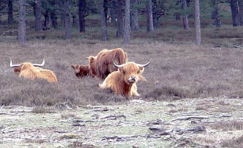 レジデンス Europarc De Zanding