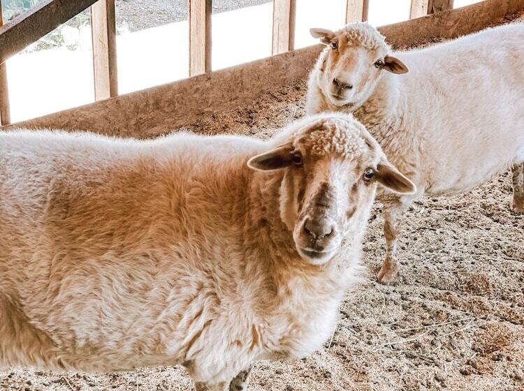 هتل روستایی Bandy Canyon Ranch