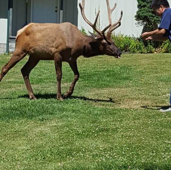 هتل Mountain View Lodge   No Pets Allowed