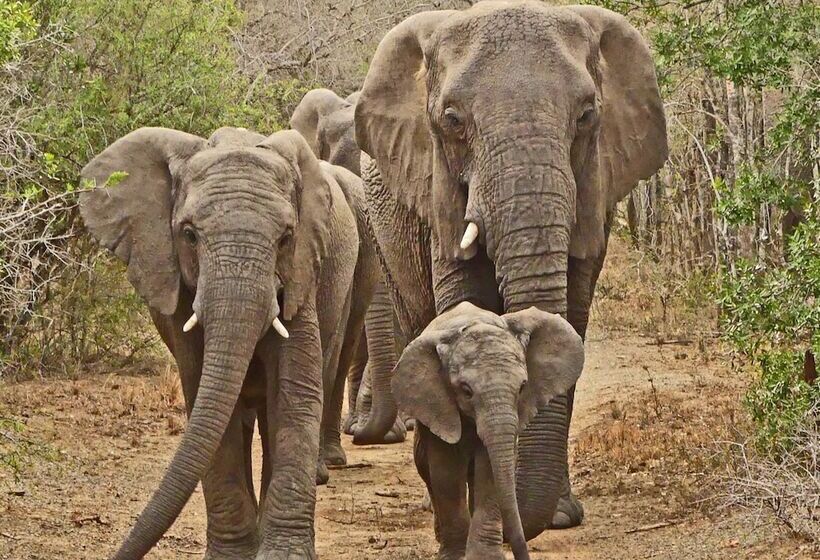 Отель Thula Thula Game Lodge