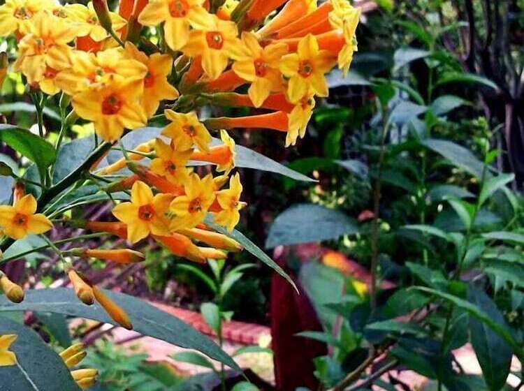 Redwood Hollow Cottages