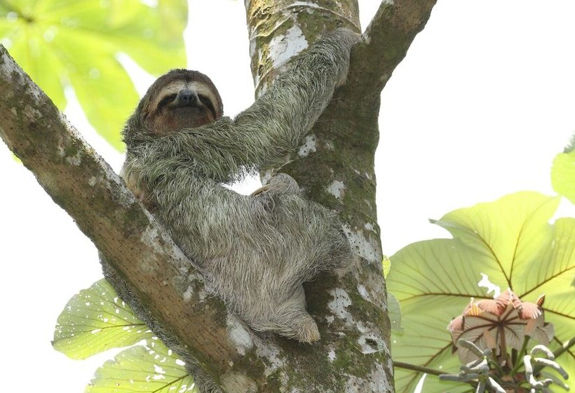 فندق Golden Pineapple Villas