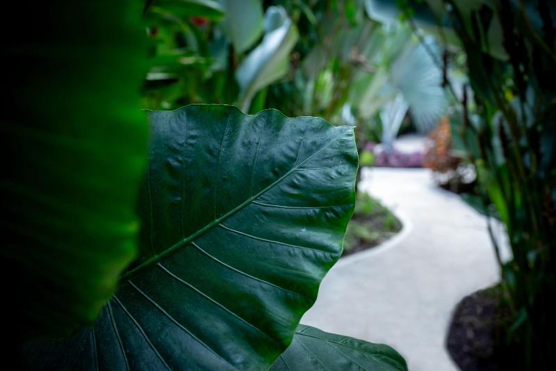 فندق Golden Pineapple Villas