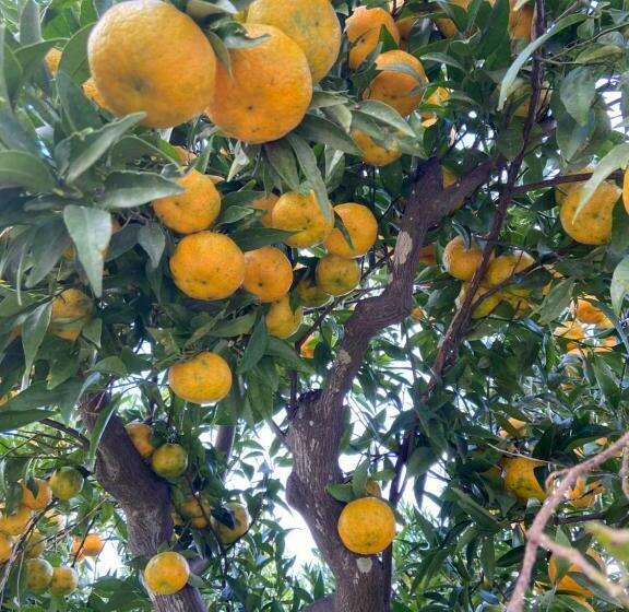 민박 Palazzo Vecchio Cocumola