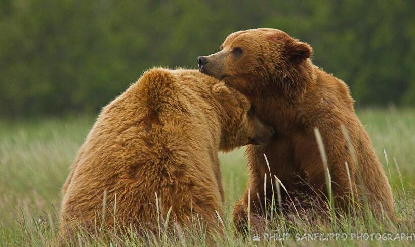 تختخواب و صبحانه Alaska Halcyon Heights Inn