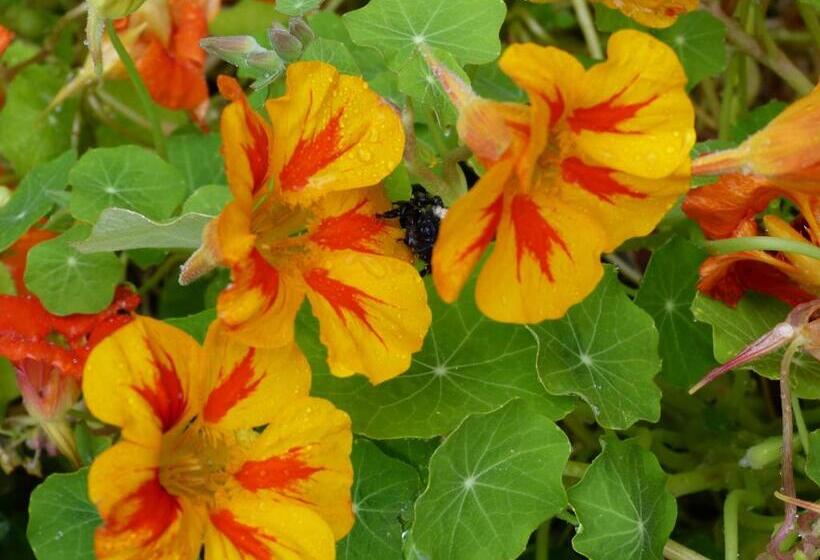 تختخواب و صبحانه Alaska Halcyon Heights Inn