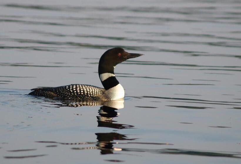 فندق Wilson Lake Inn