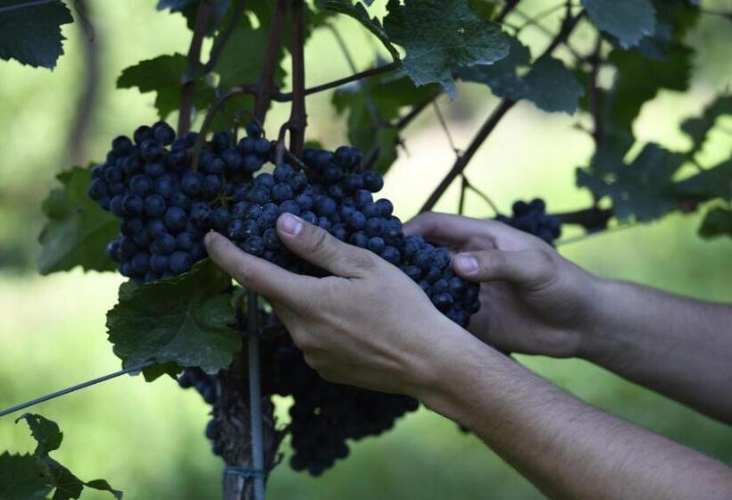 בית מלון כפרי Winzerhof Kiss