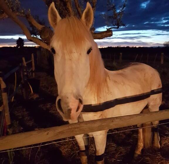 هتل Hôtel Restaurant Chez Carrière