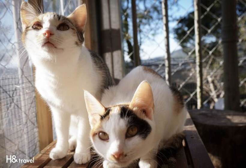 هتل H& Alishan Sunrise B&b