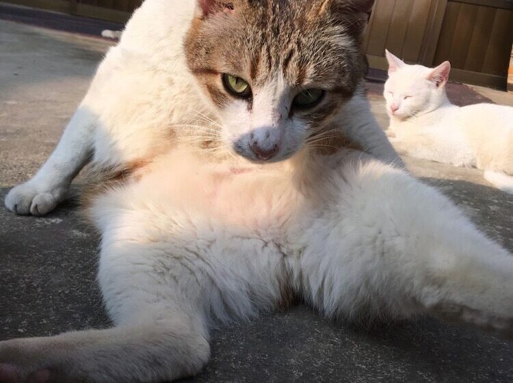 هتل H& Alishan Sunrise B&b