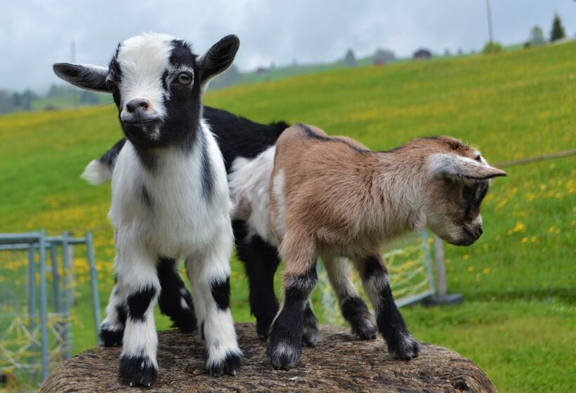 ペンション Gasthaus Alpina