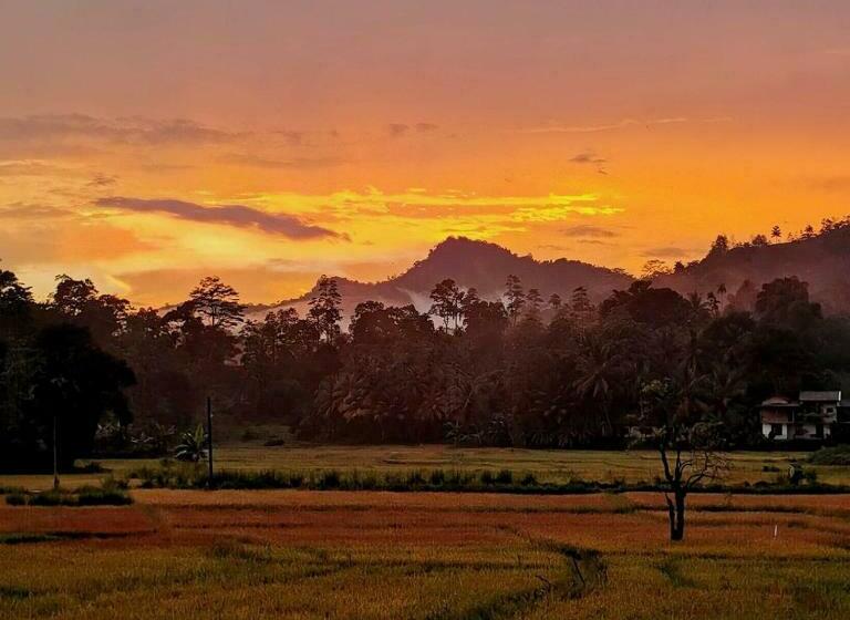 فندق Rainforest Nest