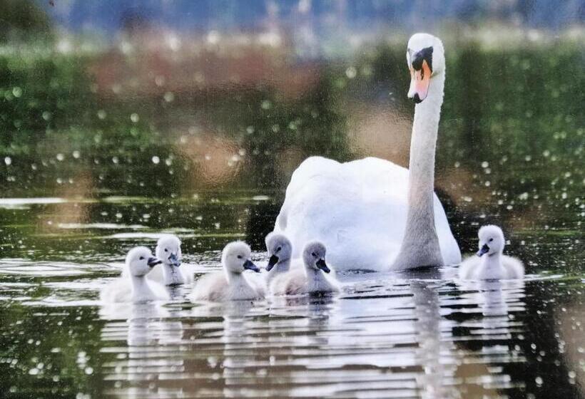 Glamping With A View