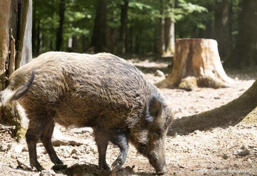 Der Eifel Perle Manderscheid