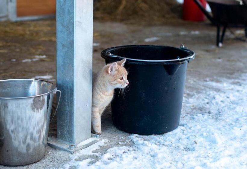 פנסיון Natali Vendégház és étterem Mátra