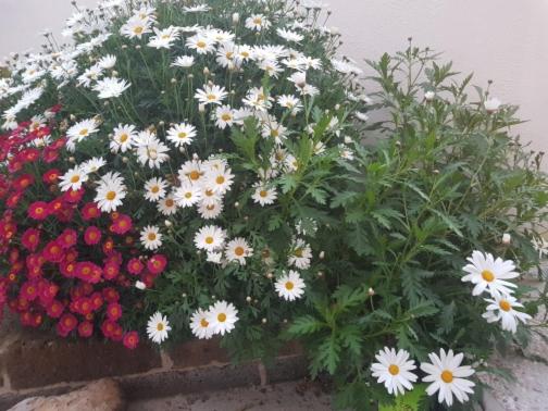 تختخواب و صبحانه Mari En