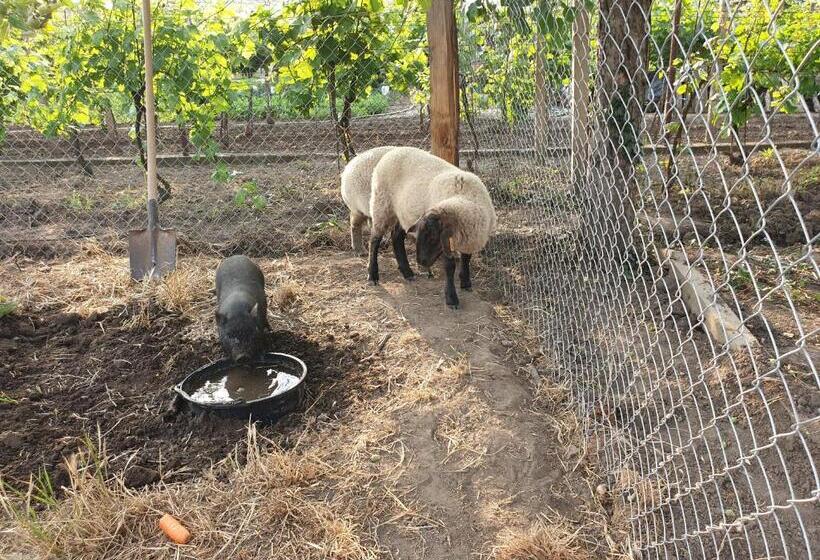 פנסיון Penzion Jako Víno