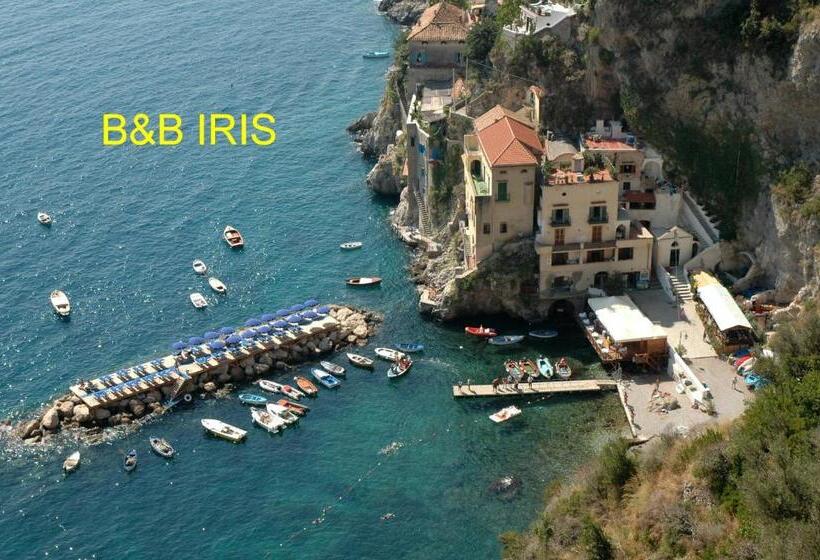 B&b Iris