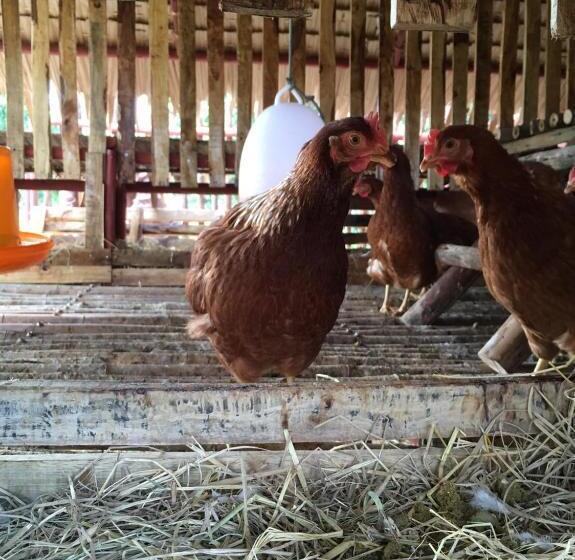 هتل Baan Nork Farmstay บ้านนอก ฟาร์มสเตย์