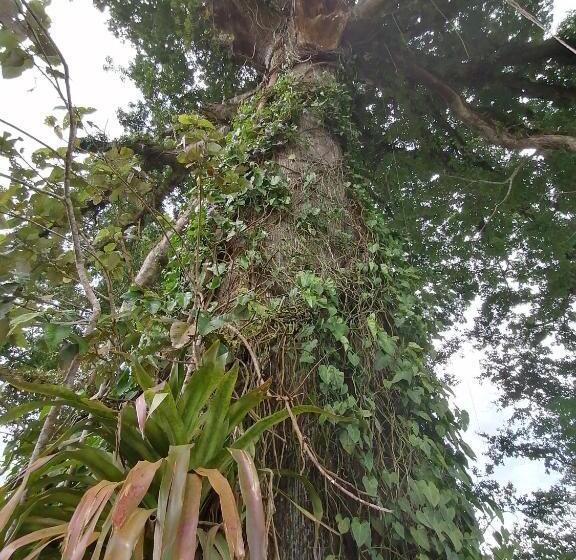 住宿加早餐  La Ceiba Tree Lodge