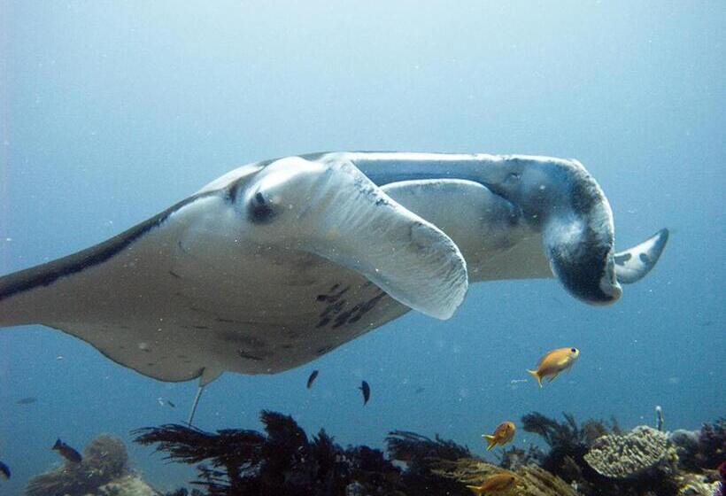 پانسیون Blue Marlin Dive Komodo