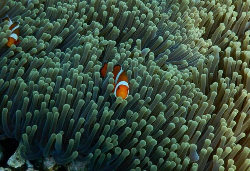 تختخواب و صبحانه Menjangan View