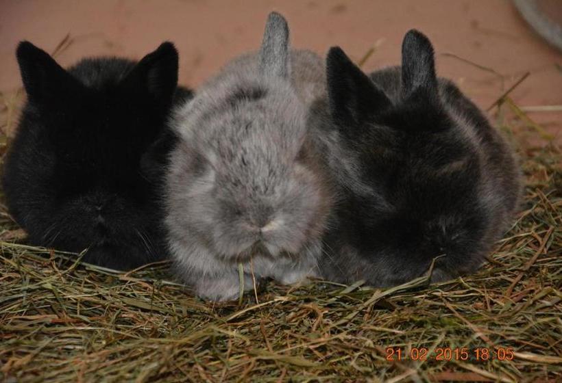 בית מלון כפרי Apart Pension Wesenauerhof