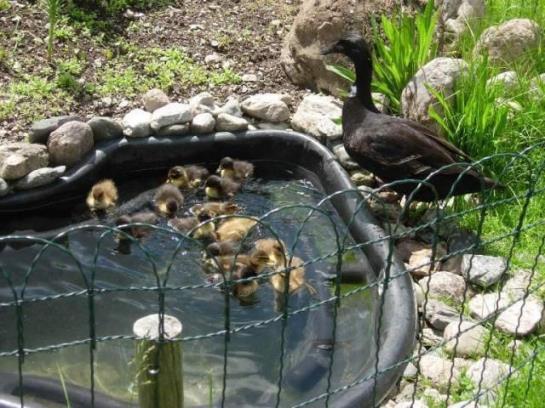 בית מלון כפרי Ferienwohnungen Mittermoos