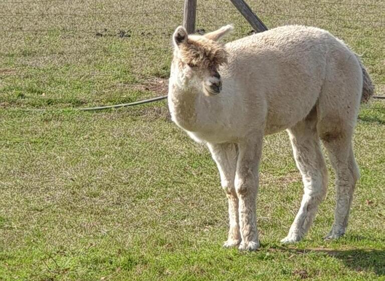 The Alpaca B&b
