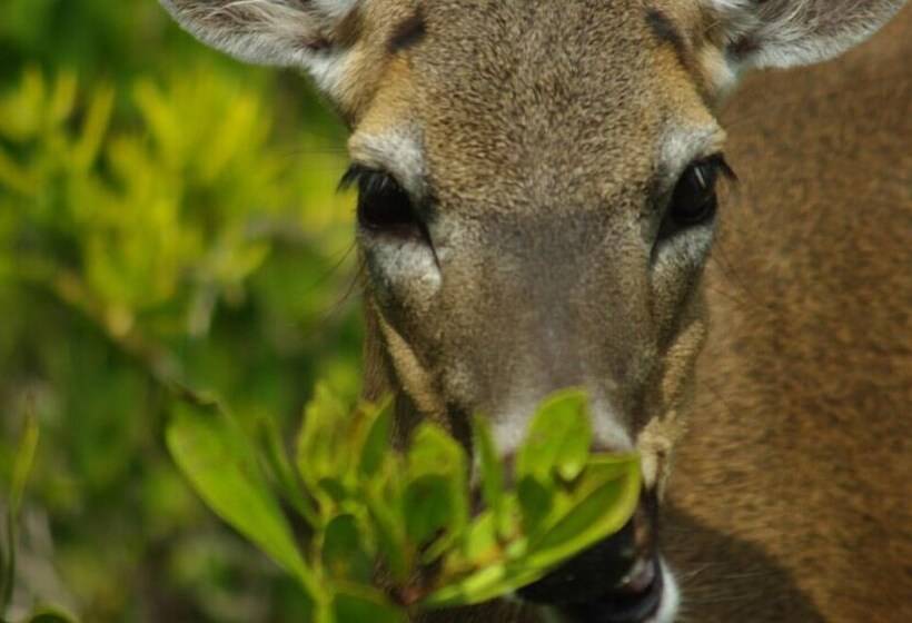 فندق Deer Run On The Atlantic