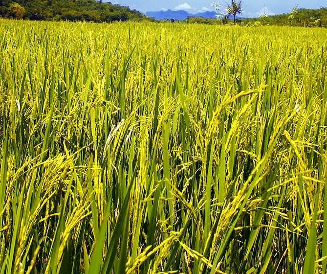Puri Asri Hotel & Resort