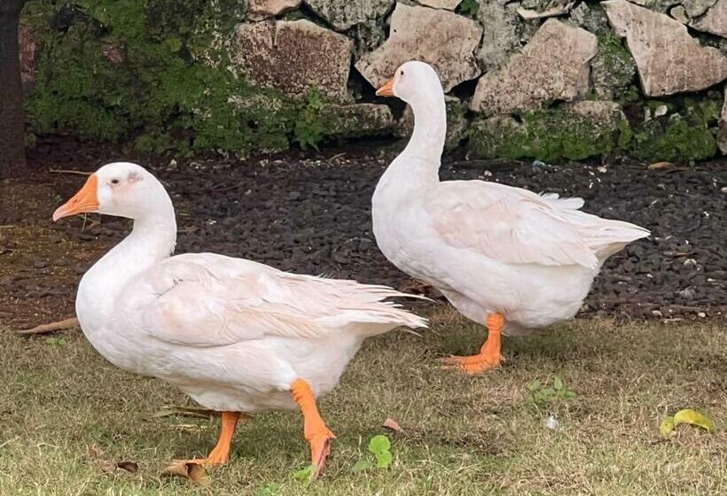 منتجع Kukoos Farm