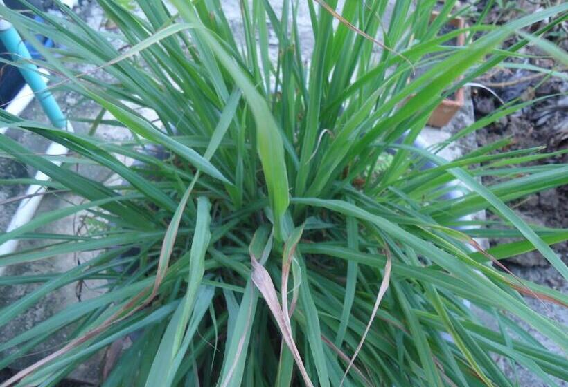 هاستل Posada Sunshine Paradise