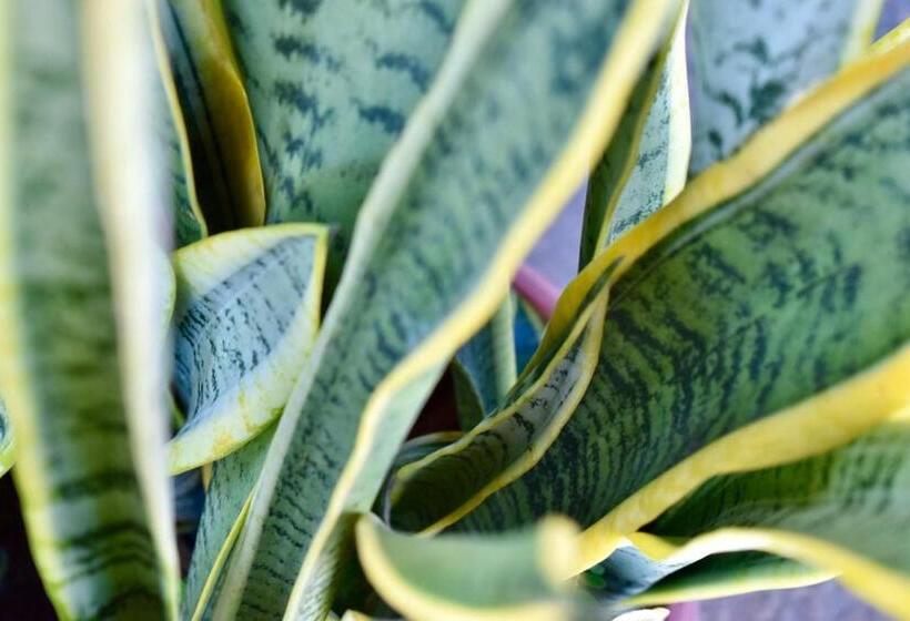 هتل Carri Surf Studio