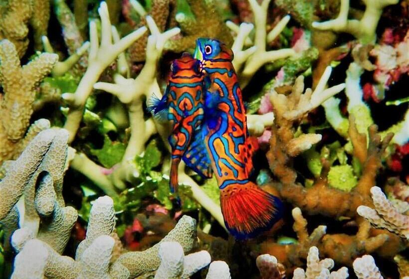 فندق Apo Diver Beach Resort