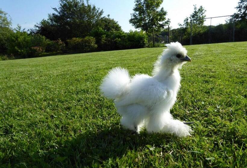 住宿加早餐  Logeren Bij De Ruimte