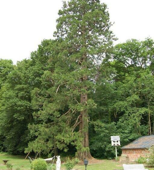 مبيت وإفطار Château De Broyes