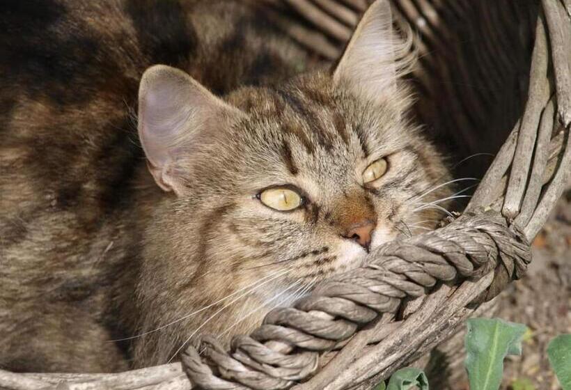 住宿加早餐  La Lézardière