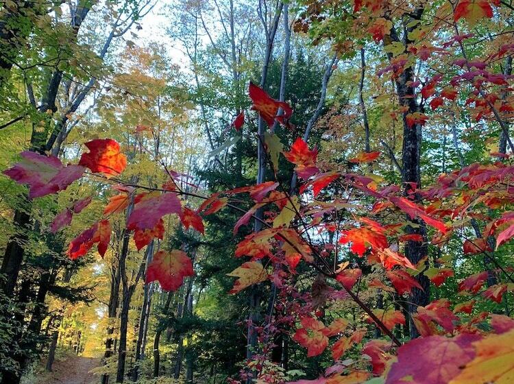 فندق The Birchwood Inn