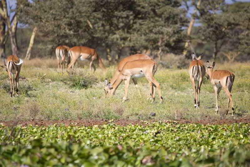 호텔 Lake Naivasha Resort