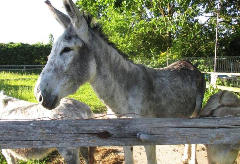 بنسيون Behrs Hof